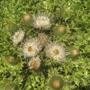 A plant with spikey yellow thistles
