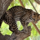A beautiful black-tan-and-white patterned cat perched in a tree