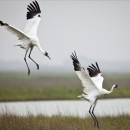 Two large white birds with spindly legs and black tips on their wings coming in for a landing in a wetland