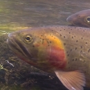 Native Cutthroat trout swimming in Yellowstone National Park