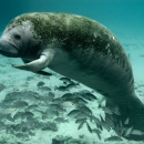A large porpoise-shaped aquatic mammal called a Florida manatee swims with small fish at Crystal River National Wildlife Refuge.
