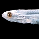 Longfin Smelt with long pectoral fins that reach nearly to the base of the pelvic fin