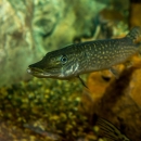 Juvenile Northern Pike in aquarium at Gavins Point National Fish Hatchery, South Dakota