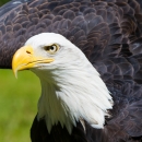 Bald eagle up close with wing raised
