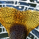 a spotted fish tail in a net