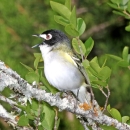 A black-capped vireo sits with its beak open on a leafy branch 