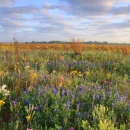 a field of wildflowers in spring