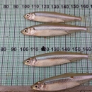 Four small silver fish placed on a grid with numbers