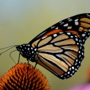 Monarch butterfly sitting on flower