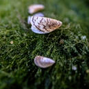 Column of zebra mussels on a moss ball
