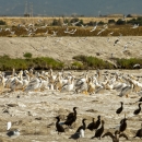 a bunch of different kinds of birds on a beach