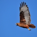 A red-tailed hawk flies against a blue sky.