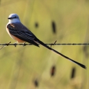 A scissor-tailed flycatcher sits on barbed wire, looking at the photographer