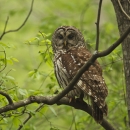 A barred owl perched on a branch surrounded by green vegetation.