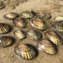 Several Texas fatmucket mussels rest on a sandy beach.