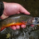 Close up of biologist holding small brook trout. 