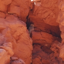 A Mexican spotted owl perched in a canyon. 
