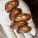 Five freshwater mussels help in an out-stretched hand