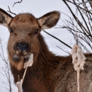 Cow elk looking at you