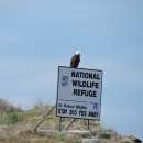 Adult Bald Eagle Perched on Refuge Sign