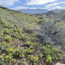 Mountains in the background and a dead sagebrush plant in the foreground