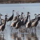 Sandhill cranes on Sand Creek Bay