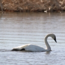 Tundra Swan swimming on the water