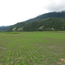 A recently germinated field of crops to support migratory waterfowl.