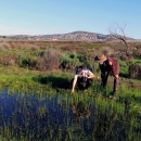 Two park rangers near crouching over vernal pool. One points at something in the water. 