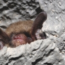 Bat roosting in a rocky crevice