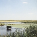 Cow in Wetland