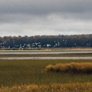 Waterfowl flies over wetland with tree line in the background.
