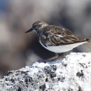 A ruddy turnstone stands on a white rock, looking to the left of the photo.