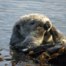 A Sea Otter Wraps Itself in Kelp