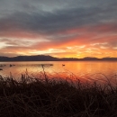 Swans at sunset on water surrounded by mountains at Bear River Migratory Bird Refuge