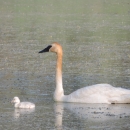 Trumpeter swan and young swimming in Pablo day use pond 