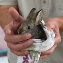 Small gray rabbit in a pillowcase held by a person's hands