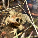 A beige and green toad sits in a puddle among grasses and other leafy debris