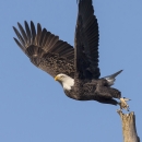 A bald eagle taking off from a snag