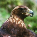 Golden eagle upper body seen from behind with eagle head turned to the right looking at the camera