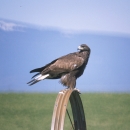 Juvenile golden eagle perched on metal equipment