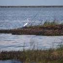 Wading bird stands in oil damaged marsh.