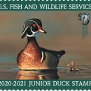 Junior Duck Stamp with a wood duck resting on water