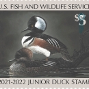 Junior Duck Stamp with two hooded merganser