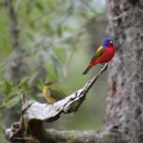 Male and female Painted buntings perch on tree snag at Santee NWR