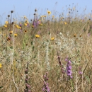 Yellow and purple wildflowers in a prairie