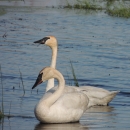 A pair of trumpeter swans rest in the open water of a cattail marsh. The swans are white with black bills. One of the swans has its next extended as it sits more alert, watching the photographer. The swan in the foreground is more relaxed, with its neck bent and its head facing downward. 