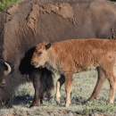 A juvenile bison stands next to an adult bison.