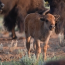 A juvenile bison stands in a group of adult bison.