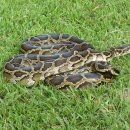 A large constrictor snake coiled in the grass. 